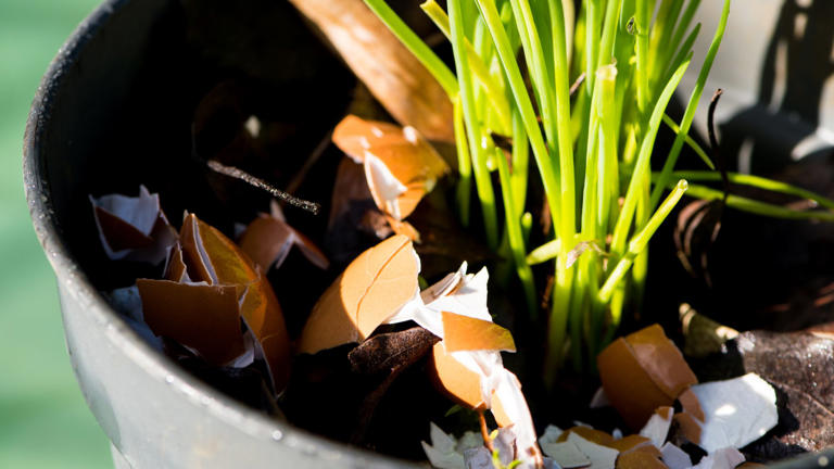 How To Use Eggshells In Your Garden – 3 Ways To Improve Soil And Deter 