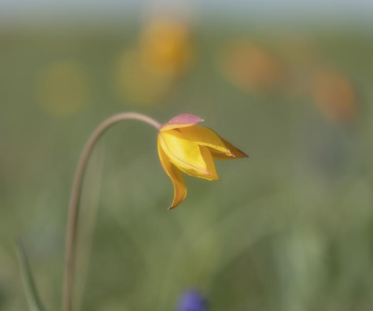 Wild tulip - Tulipa sylvestris (Image credit: Getty Images/Paolo Carnassale)