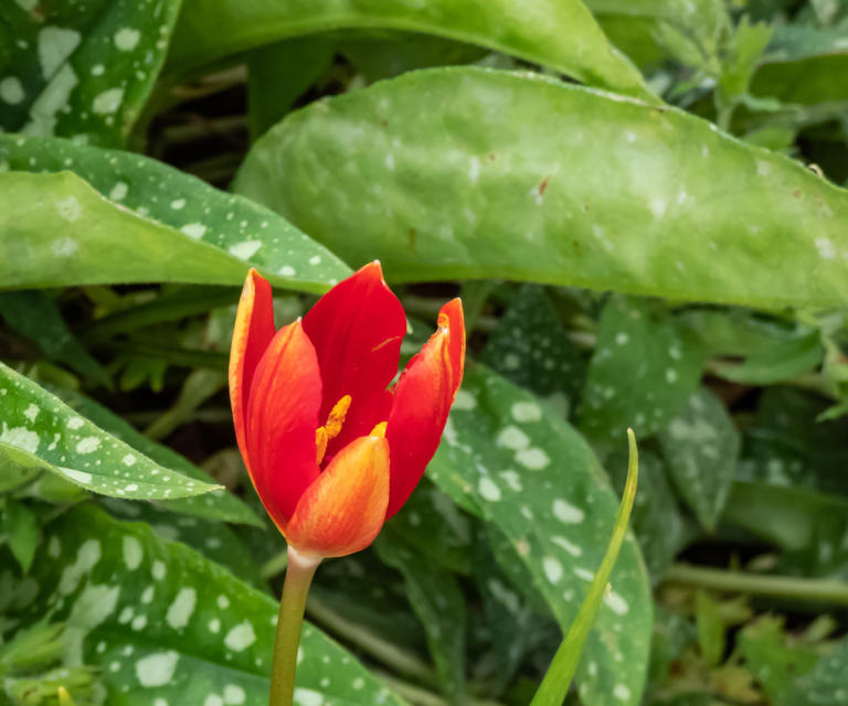 What Are Species Tulips? Expert Tips On How To Grow These Vibrant 