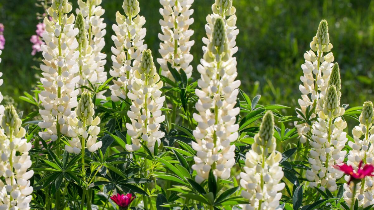 10 Stunning White Perennial Flowers Every Garden Needs