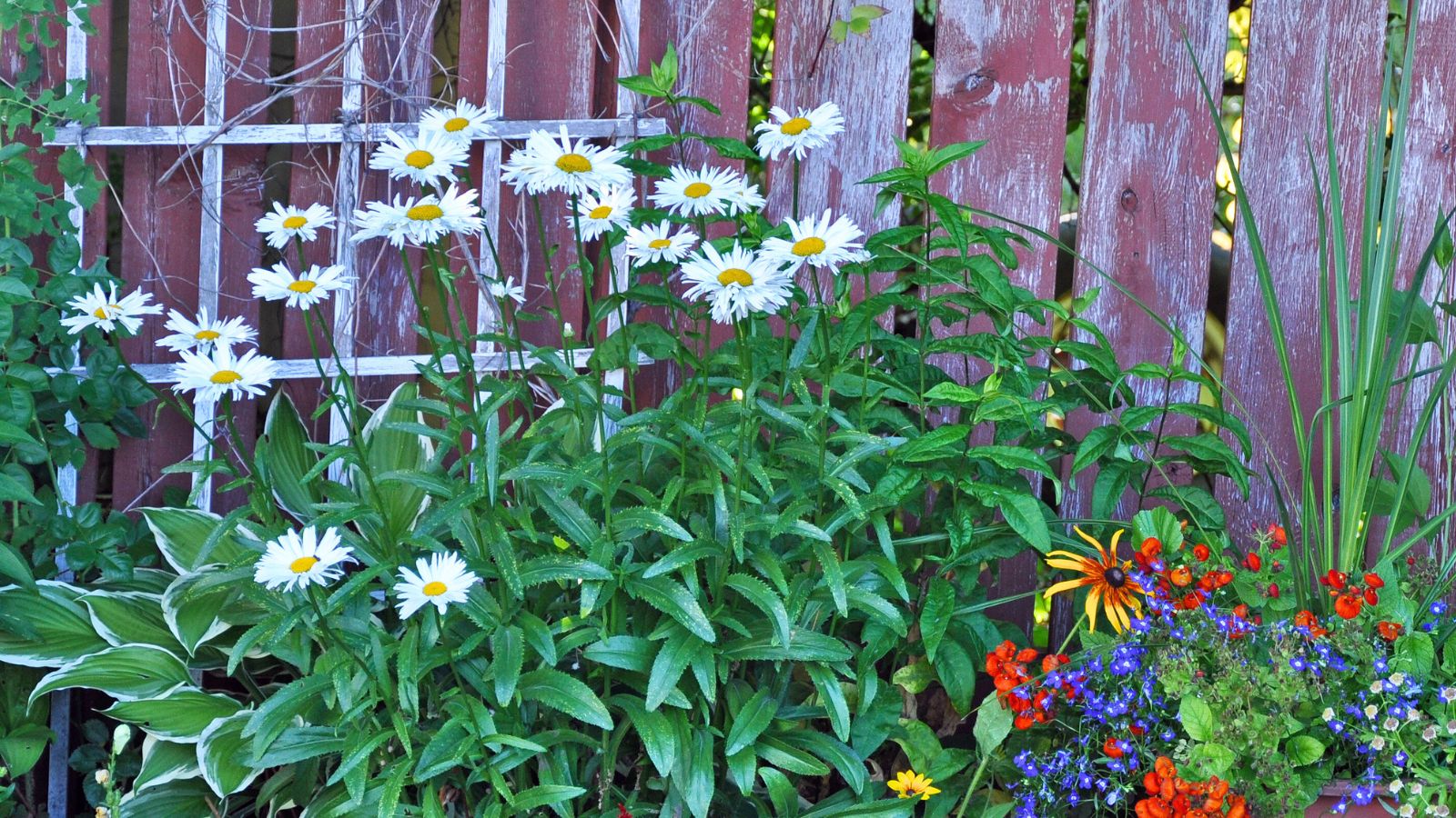 10 Beautiful Perennial White Flowers