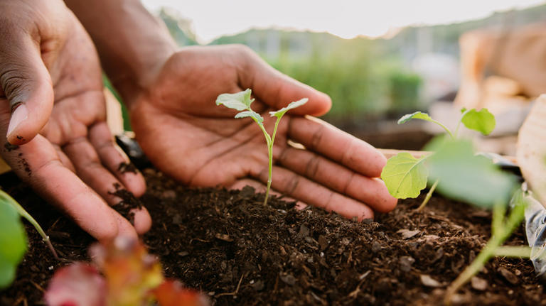 Why Adding Orange Peels To Your Soil Should Be Your Next Gardening Move