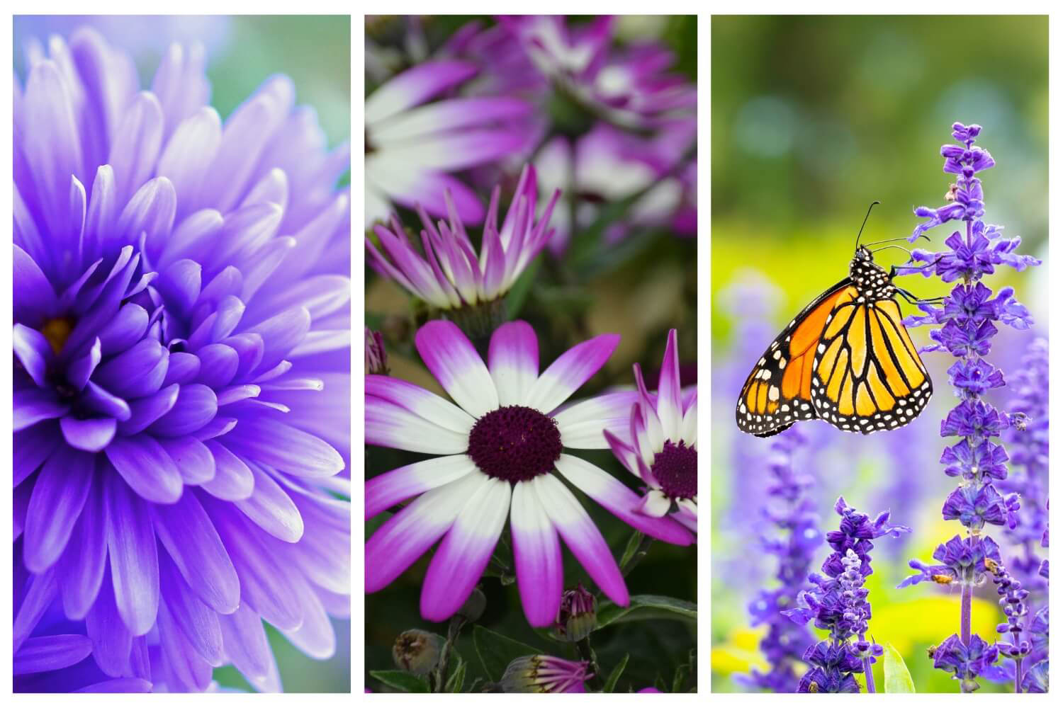100 Types of Purple Flowers: From Pale Lavender to Moody Plum
