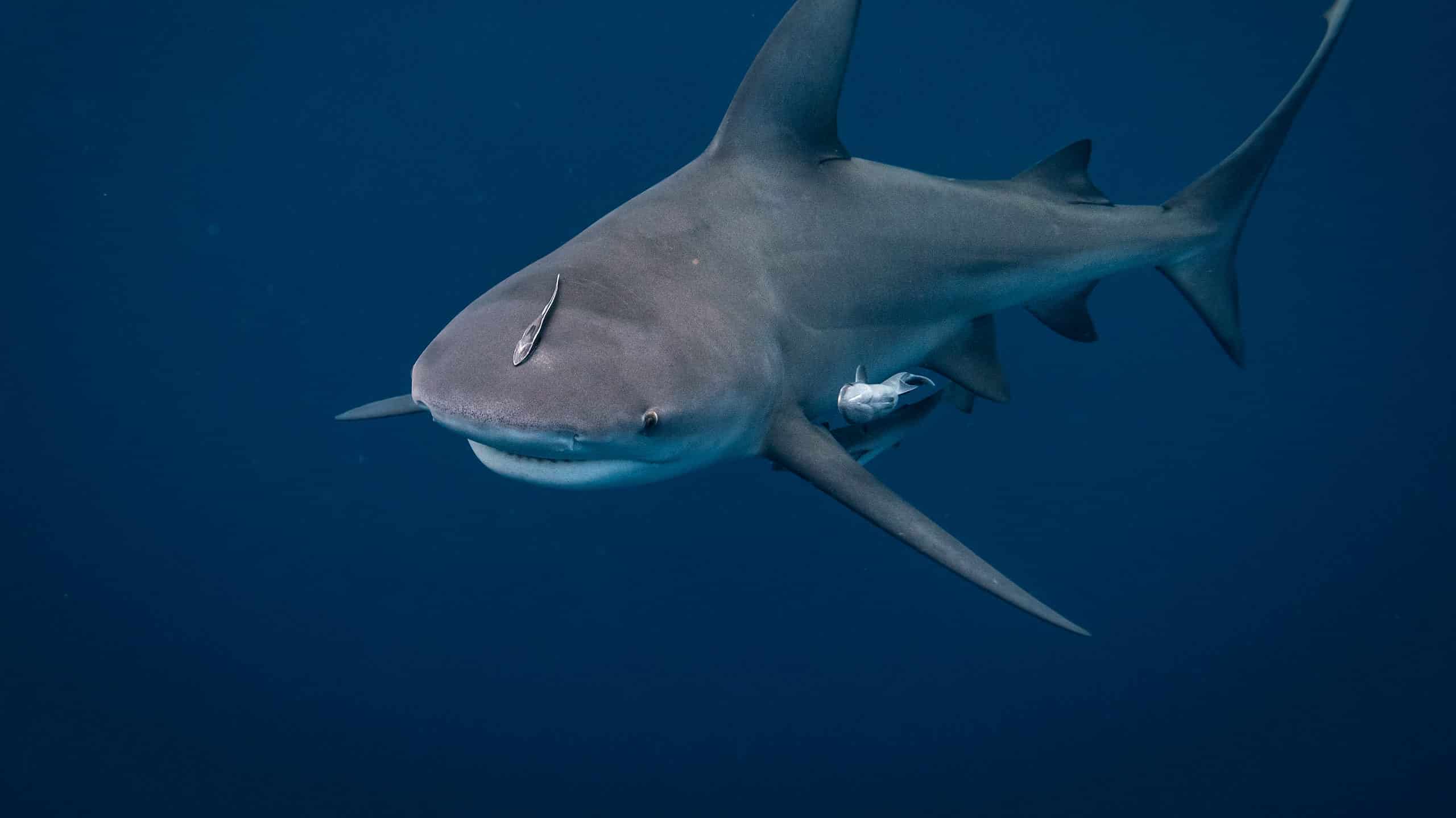 Incredible Bull Shark Facts