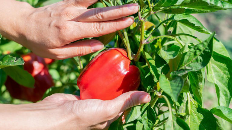 TikTok's Handy Garden Tip For Growing Bigger Bell Peppers