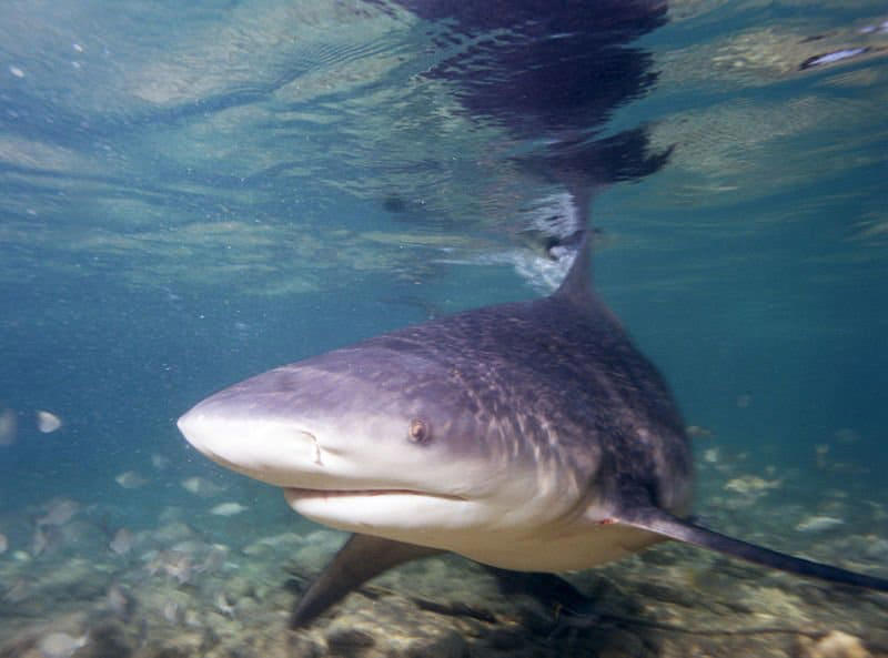amazon, scientists confirm sharks travel more than 1,000 miles up the mississippi river