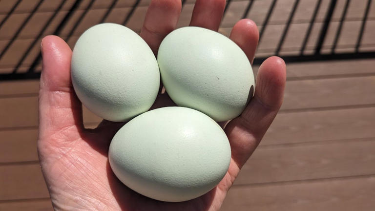 5 Fun Breeds Of Chickens That Lay Green Eggs