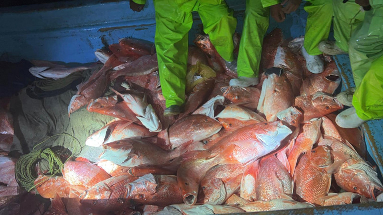 Coast Guard seizes 460 pounds of red snapper in illegal catch off Texas shore