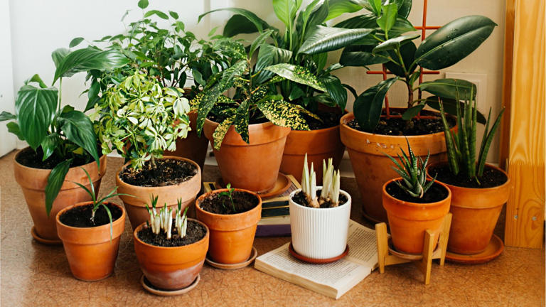 I use terracotta indoor planters for my houseplants – here's why I ...