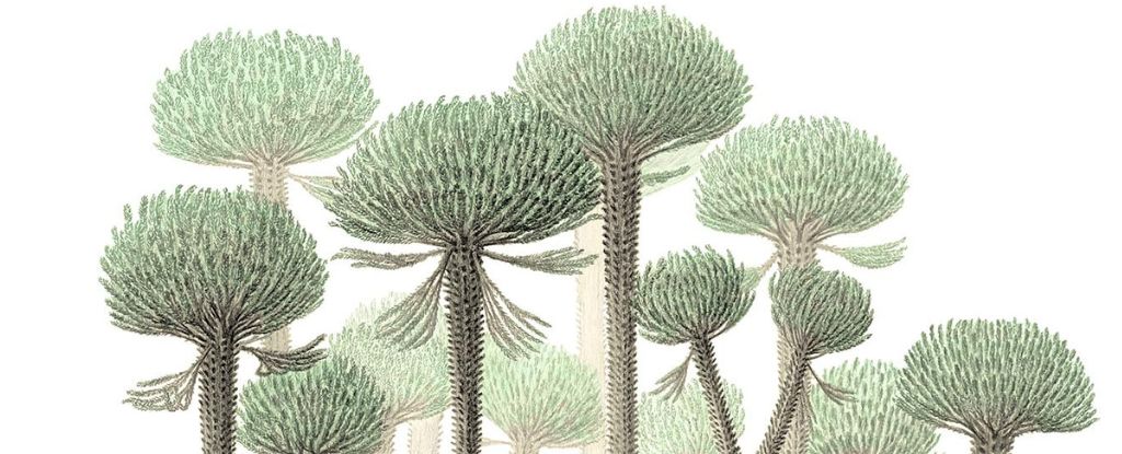 το αρχαιότερο απολιθωμένο δάσος της γης κρύβει τα παράξενα δέντρα του εδώ και 390 εκατομμύρια χρόνια