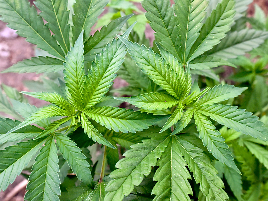im kanton zürich startet grösste schweizer cannabis-studie