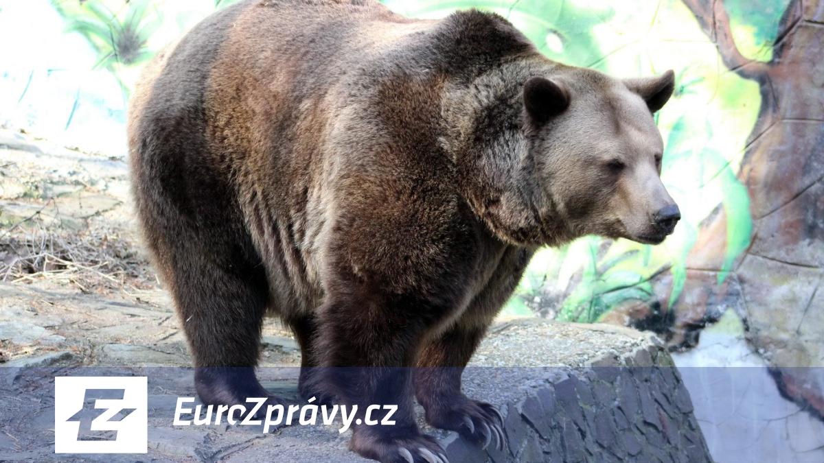 na slovensku opět útočil medvěd. zranil dva turisty