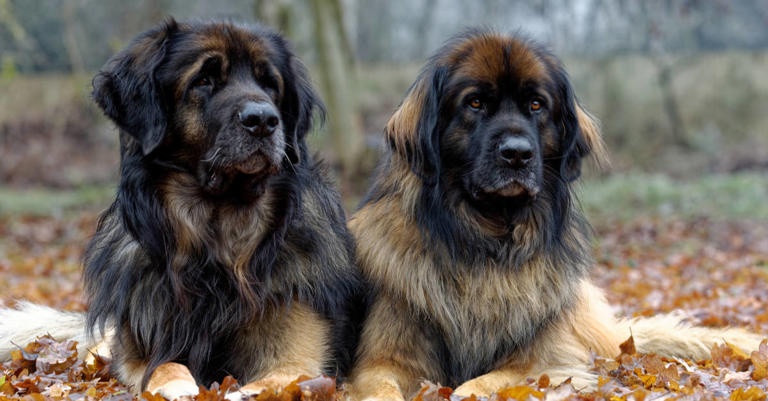 Male vs. Female Leonberger: 6 Key Differences