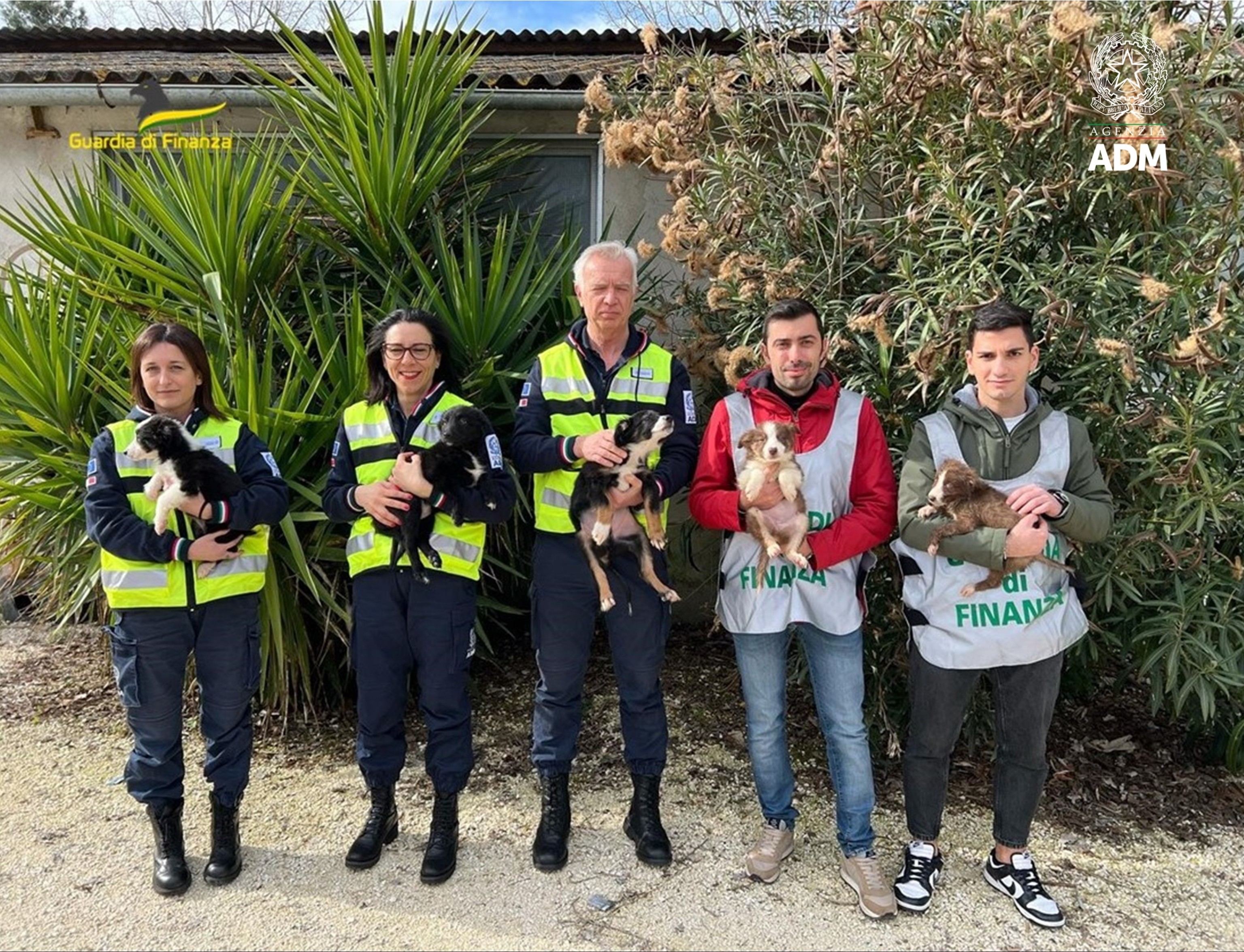 al porto di ancona salvati 30 cani importati illegalmente