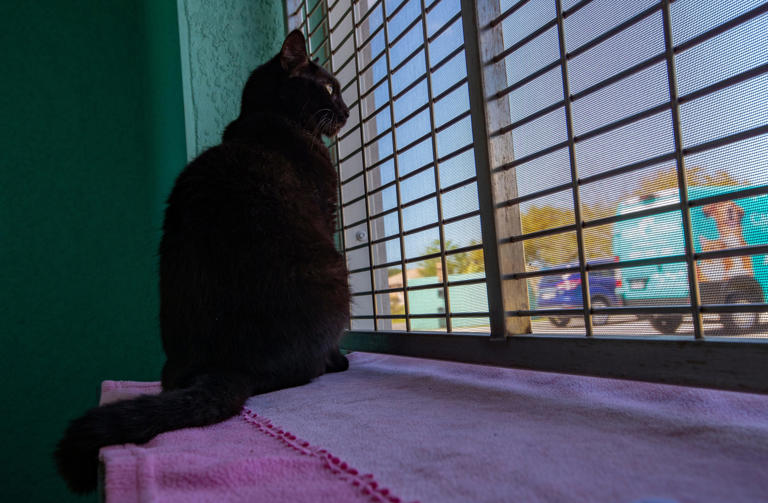 An adult cat looks out its room window while at the Cape Coral Animal Shelter. More than 2,200 animals have found loving, forever homes during the shelter's first two years of operation.