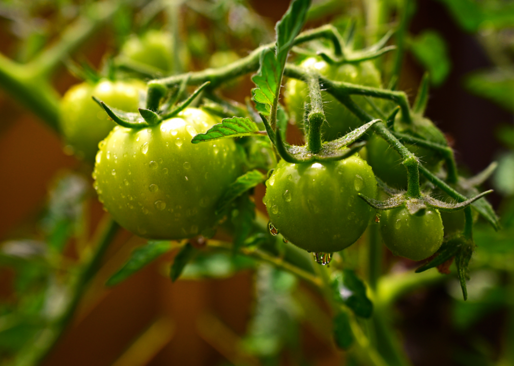 <p>Once tomatoes are red and ripe, they are generally safe for dogs, as long as the stem is completely removed. However, green tomatoes or not fully ripe red tomatoes can be toxic for dogs. This is because of a substance called solanine found in the stems and leaves. If you have a garden where tomatoes grow, it is best to keep your dogs out so they don't chew on the green fruits or their vines.</p>