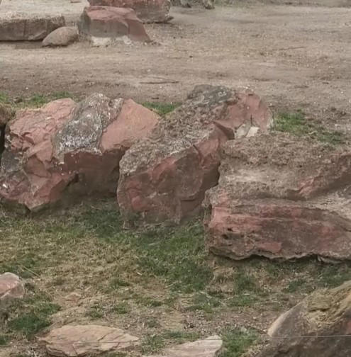 Sichuan takin calf shows off jumping skills to dad at St Louis Zoo