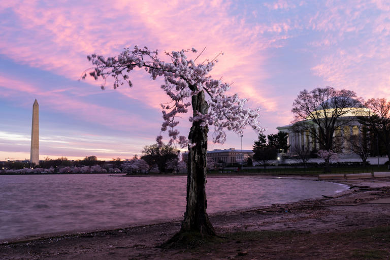 Stumpy, the iconic cherry blossom tree along the Tidal Basin in Washington, blooms for its last season on Monday, March 18, 2024. The tree will be one of more than 150 cherry blossoms removed for a $113 million, multi-year project to rehabilitate the seawalls along the Tidal Basin and Potomac River.
