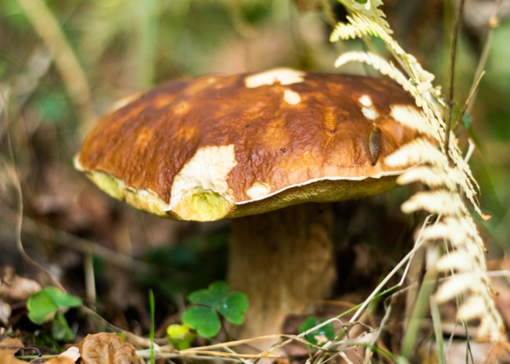 <p>While the types of mushrooms you purchase in the grocery store are typically safe for dogs, wild mushrooms growing in your yard or out in nature can be toxic. If you have mushrooms around your house, make sure to <a href="https://www.akc.org/expert-advice/nutrition/can-dogs-eat-mushroom/">pull them up regularly</a>. If you catch your dog trying to eat them in the wilderness, stop them immediately.</p>