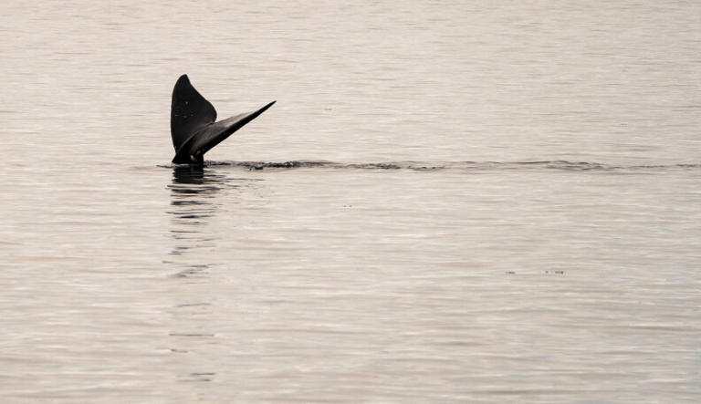 Climate Change And Boat Strikes Are Killing Right Whales. Stronger