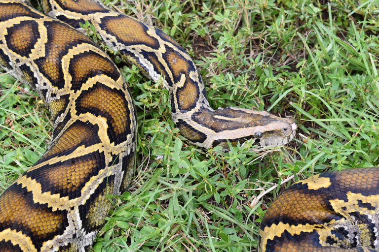 The scientists studied more than 4,600 Burmese and reticulated pythons on farms in Vietnam and Thailand.