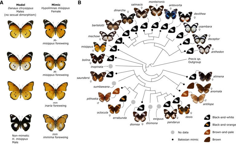 Scientists discover how the Diadem butterfly mimics the African Queen