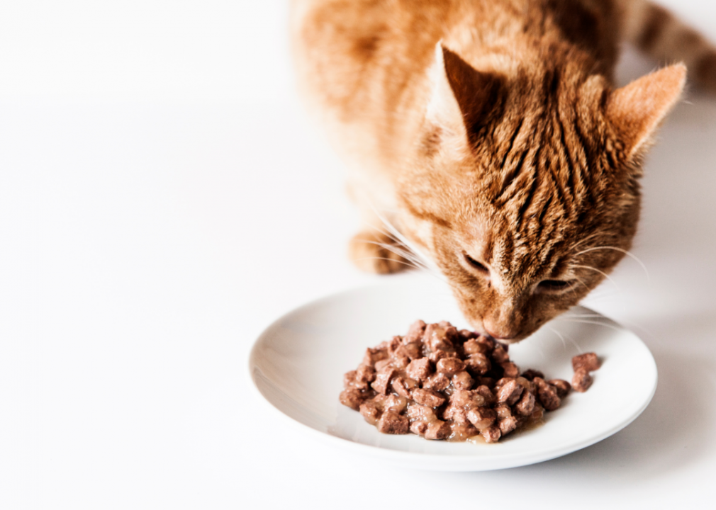 <p>Although cat food won't poison your dog immediately, it can lead to pancreatitis and other health complications over time, causing organ damage and potentially sudden death. Every now and then it's OK if you're in a pinch—but be sure not to feed cat food to your pup on an ongoing basis.</p>