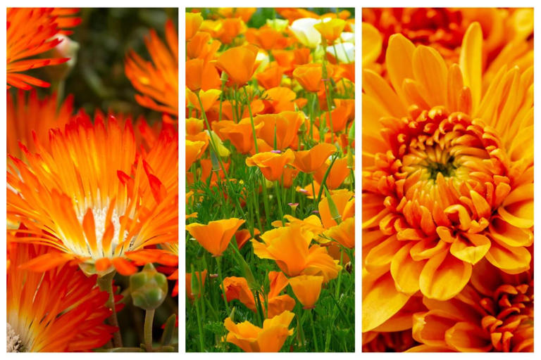 75 Types Of Orange Flowers