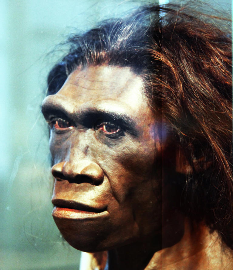 An artist’s recreation of Homo erectus, now thought to have developed humanity’s first rudimentary language around 1.6 million years ago (Creative Commons)