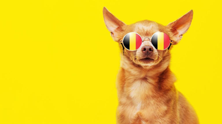 Belgische hondennamen: de leukste namen voor je hond