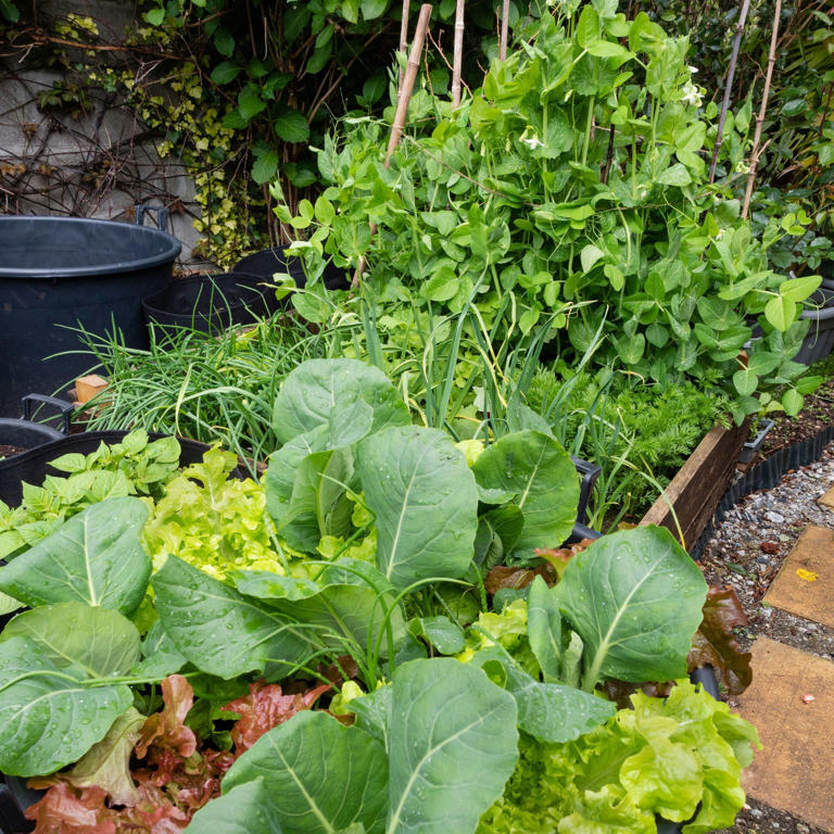 How To Grow Vegetables In A Small Garden - An Expert Guide To A 