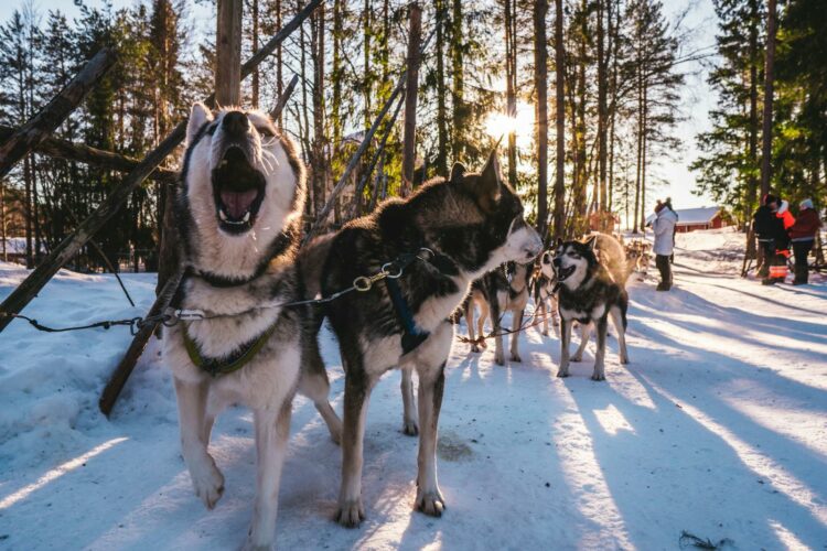 10 Incredible Siberian Husky Facts