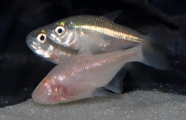 Overeating and starving both damage the liver: Cavefish provide new ...