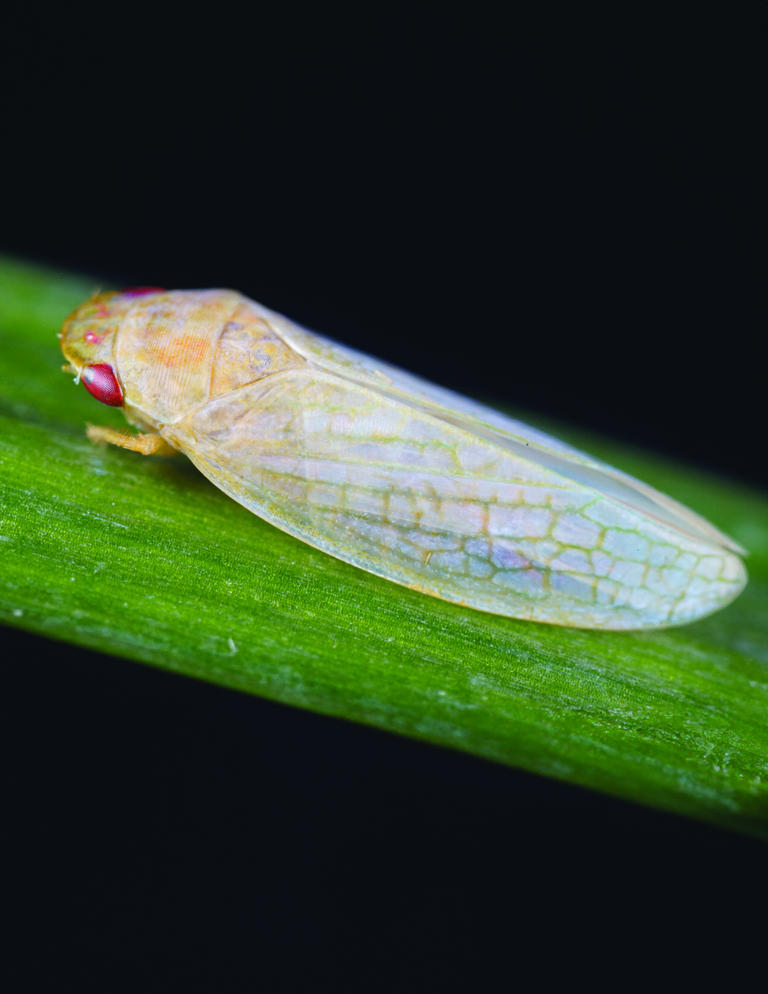 Backyard insect inspires invisibility devices, next gen tech