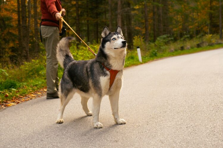 10 Incredible Siberian Husky Facts