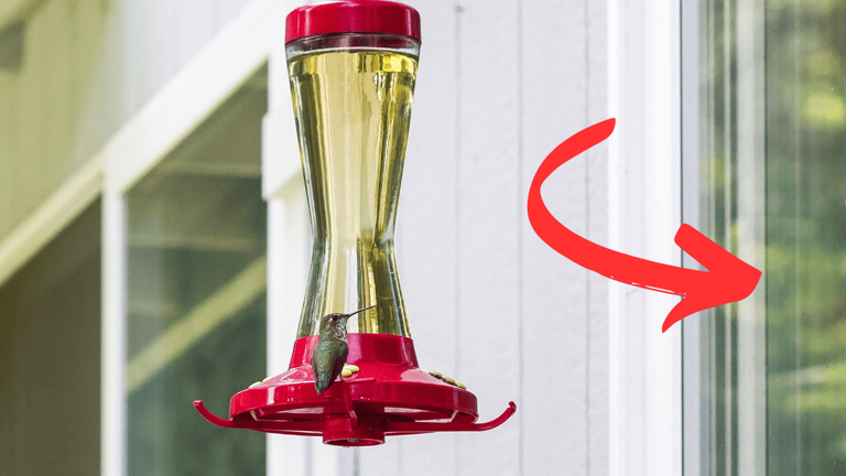 10 Common Hummingbird Feeding Mistakes (and How to Avoid Them)