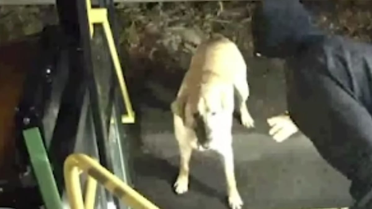 bus driver is immediately suspicious of man walking dog on the road (video)