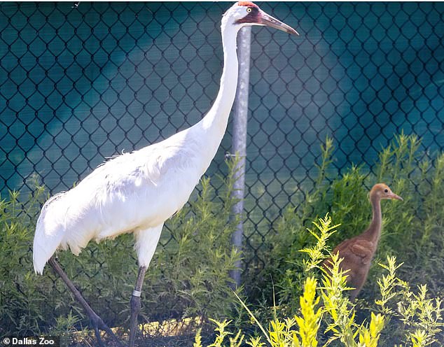 chick killer on the loose: officials hunt for person who shot endangered baby whooping crane to death in louisiana - and are offering a $12,500 reward for information leading to arrest