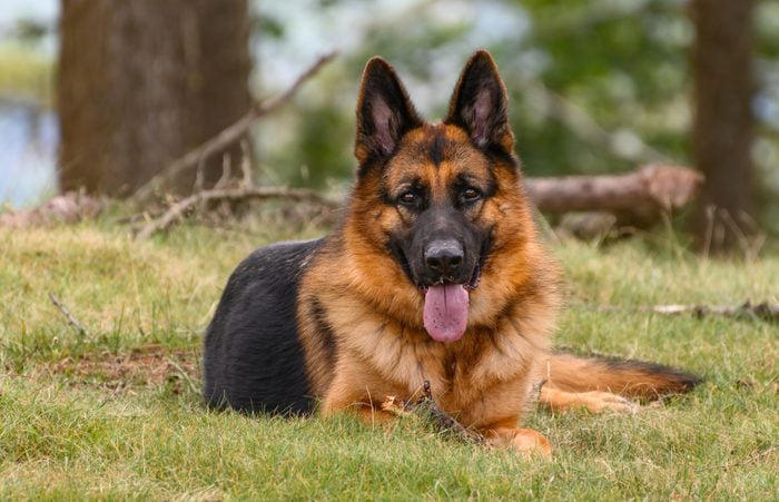 13 German Dog Breeds That Make Great Companions