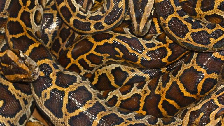 "Gluttonous" pythons are able to grow to a large size very quickly. (Supplied: Daniel Natusch)