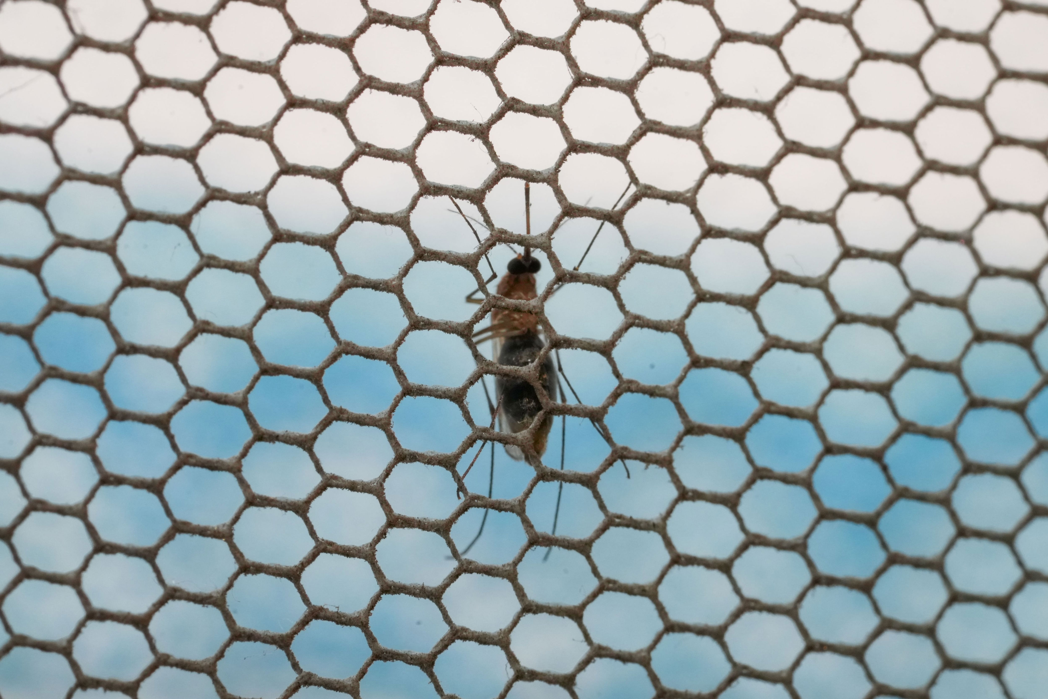 minsal detecta presencia de mosquito que transmite dengue en terminal de buses de los andes