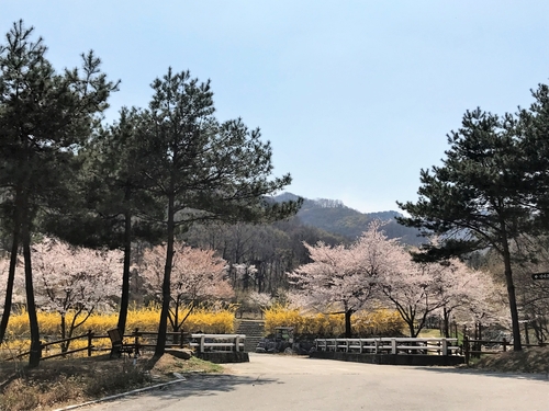 새소리 들으며 벚꽃길 걸어요…국립자연휴양림 벚꽃 명소 11곳