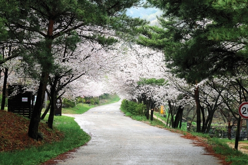 새소리 들으며 벚꽃길 걸어요…국립자연휴양림 벚꽃 명소 11곳