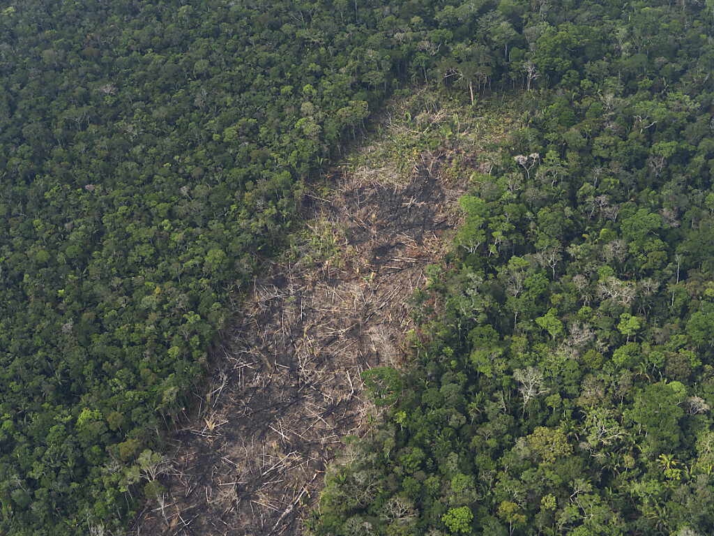 amazon, abholzung im brasilianischen amazonas-regenwald deutlich gesunken