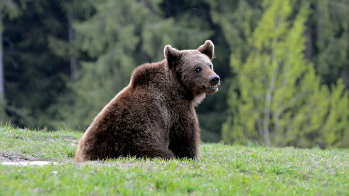 kota wisata di slovakia umumkan keadaan darurat usai beruang serang 5 orang
