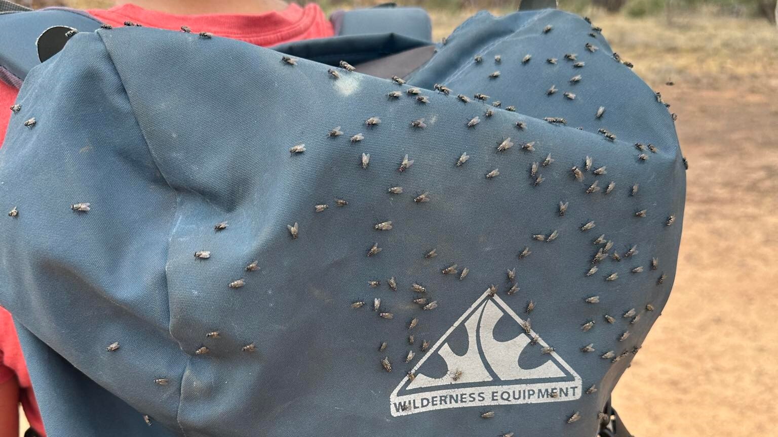 bush fly population explodes in central australia as hot, humid weather creates perfect breeding conditions