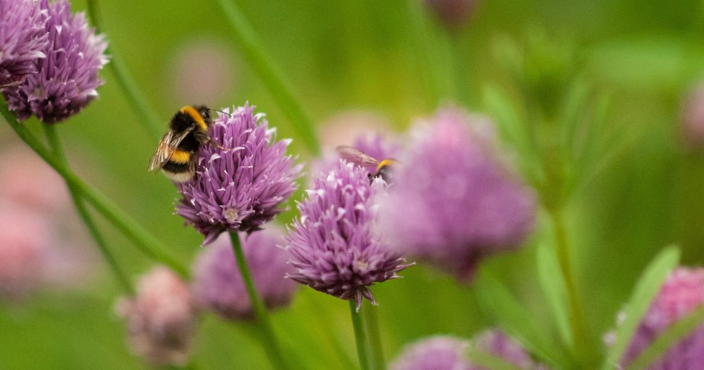 10 Easy Herbs For Beginner Gardeners