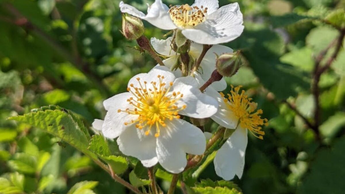 7 Invasive Plants In New Hampshire (and 14 Natives To Plant Instead)