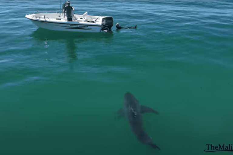 Shark approaches spearfisherman