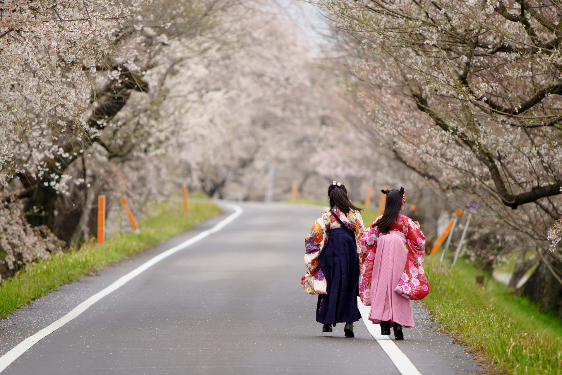 Tips And Trivia To Enjoy The Japanese Cherry Blossom Season